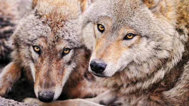 В Беларуси обсуждают вопросы либерализации охоты на птиц и отстрела волков