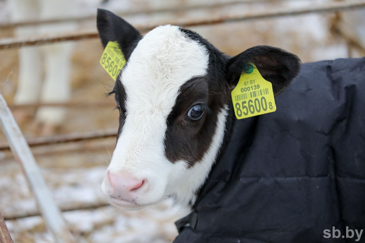 В Беларуси в холодную погоду новорожденных телят одевают в термокостюмы