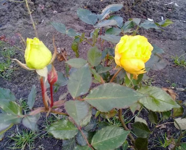 В Беларуси зацвели розы и проснулись майские жуки