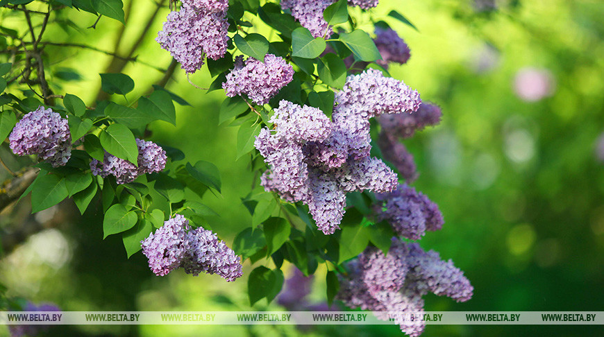 Тёплая дождливая погода ожидается в Беларуси в выходные