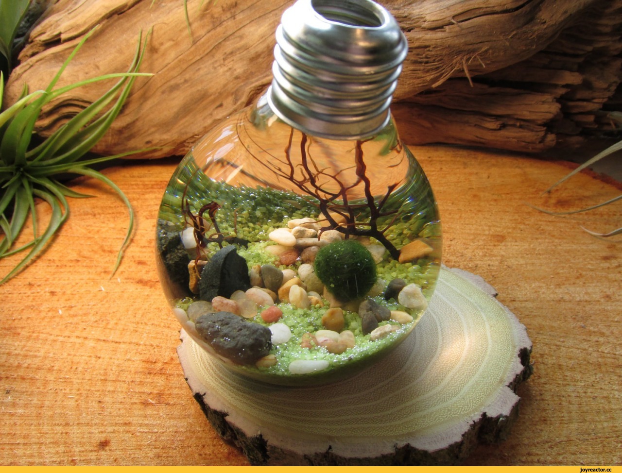 Экоконкурс "Зеленый витамин" стартует завтра в Гомеле