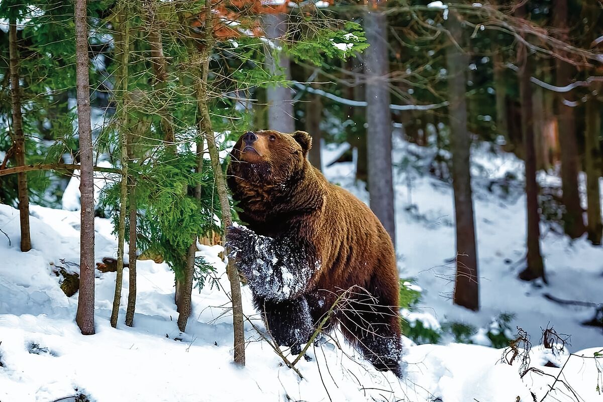 В Евтропиев день, 16 марта, запрещено было ходить в лес, так как просыпаются медведи