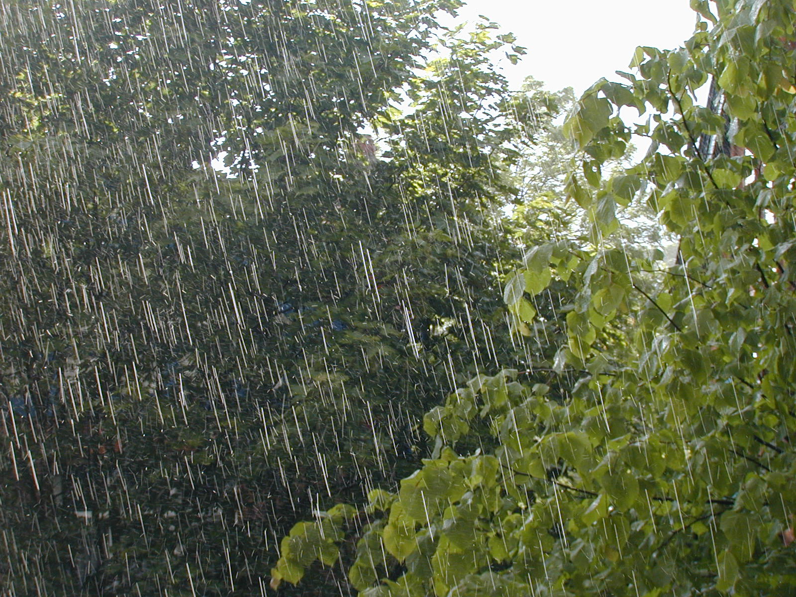 Лето в Гомельской области начнется с дождей