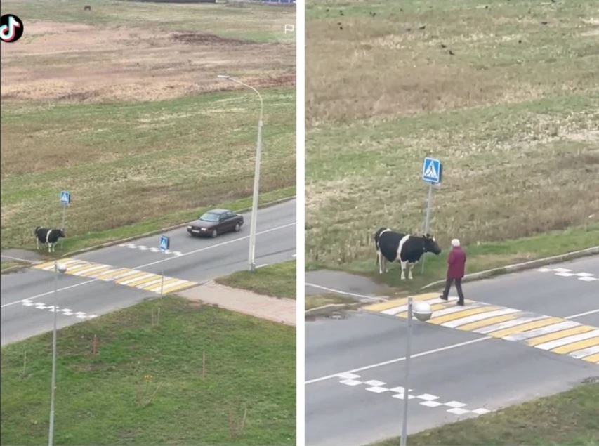 Корова из Жлобина взорвала Tik-Tok - она всегда переходит дорогу по пешеходному переходу