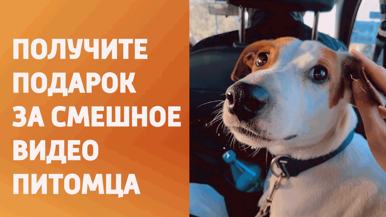 Телеканал "Беларусь 4" Гомель" запустил челлендж забавных видео с питомцами