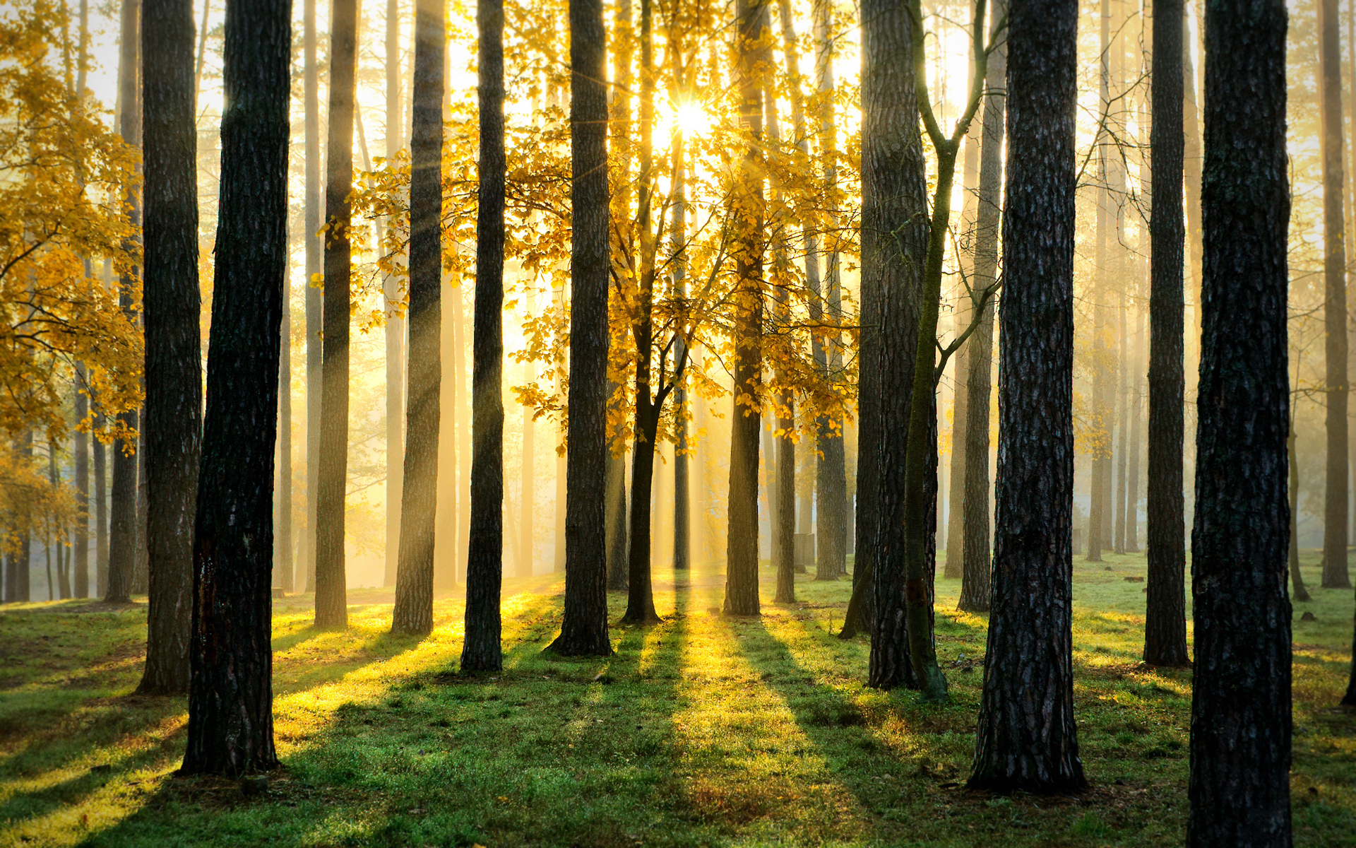 Минлесхоз и ВБ подписали соглашение о выделение допсредств на развитие лесного сектора  