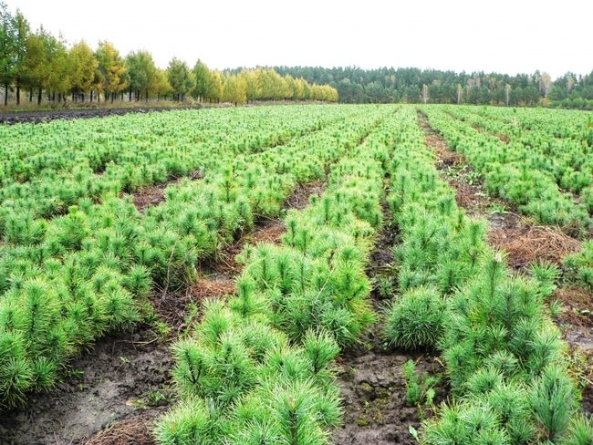 В Гомельской области восстановят около тысячи гектаров леса