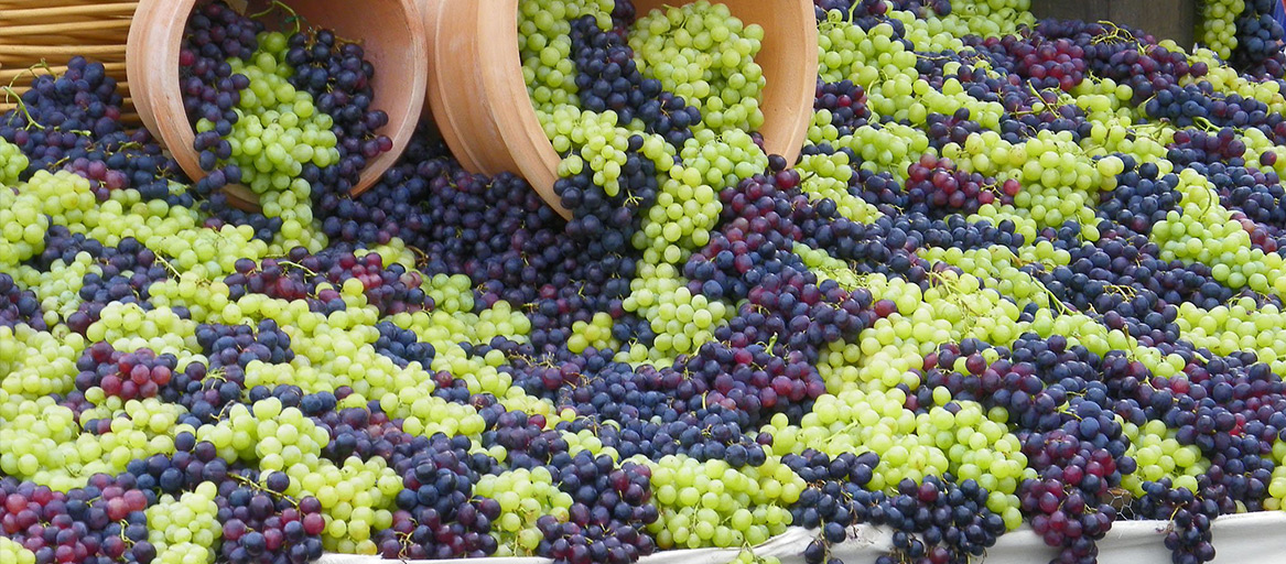 В День города в Гомеле впервые пройдет "Фестиваль винограда"