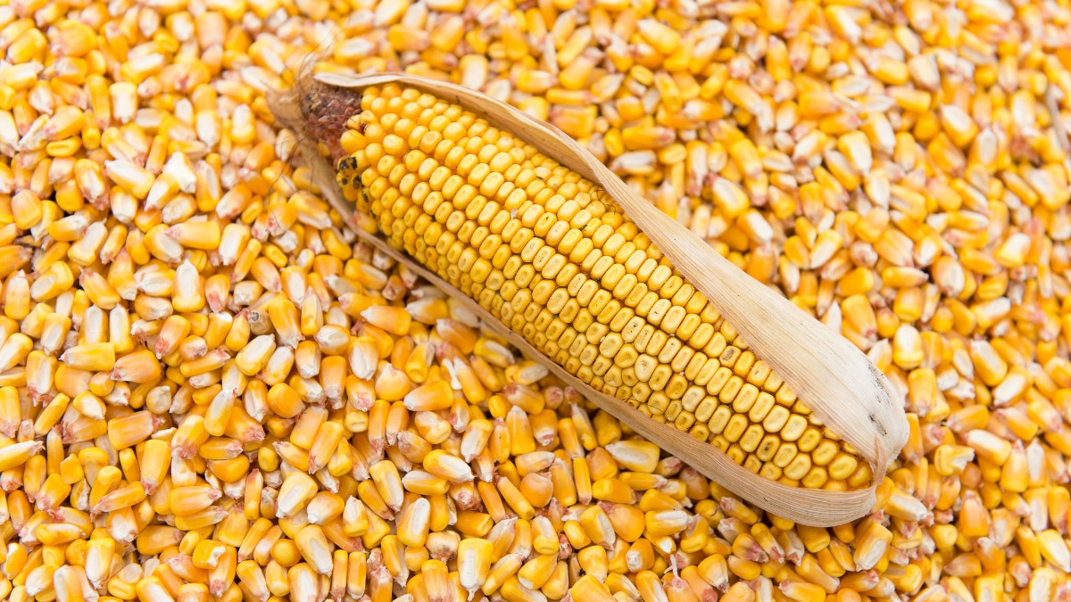 Белорусские аграрии намолотили 1 млн тонн зерна кукурузы