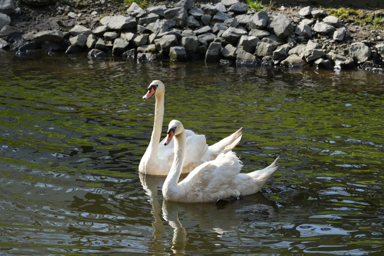 Администрация Гомельского дворцово-паркового ансамбля попросила посетителей не кормить лебедей