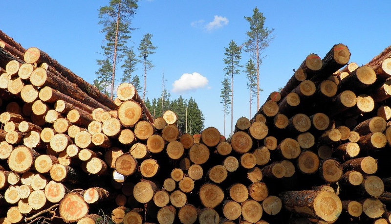 Учет древесины в Беларуси будет вести электронная система