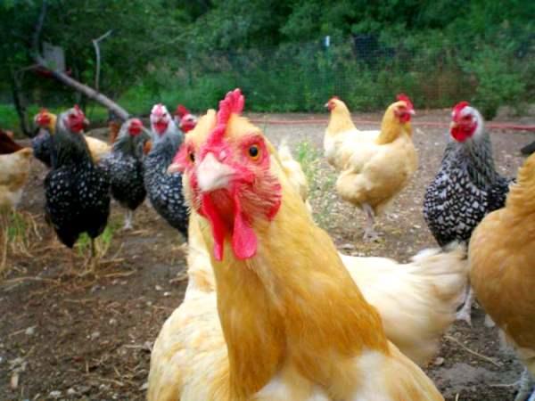 Беларусь вошла в топ-10 экспортеров курицы в мире