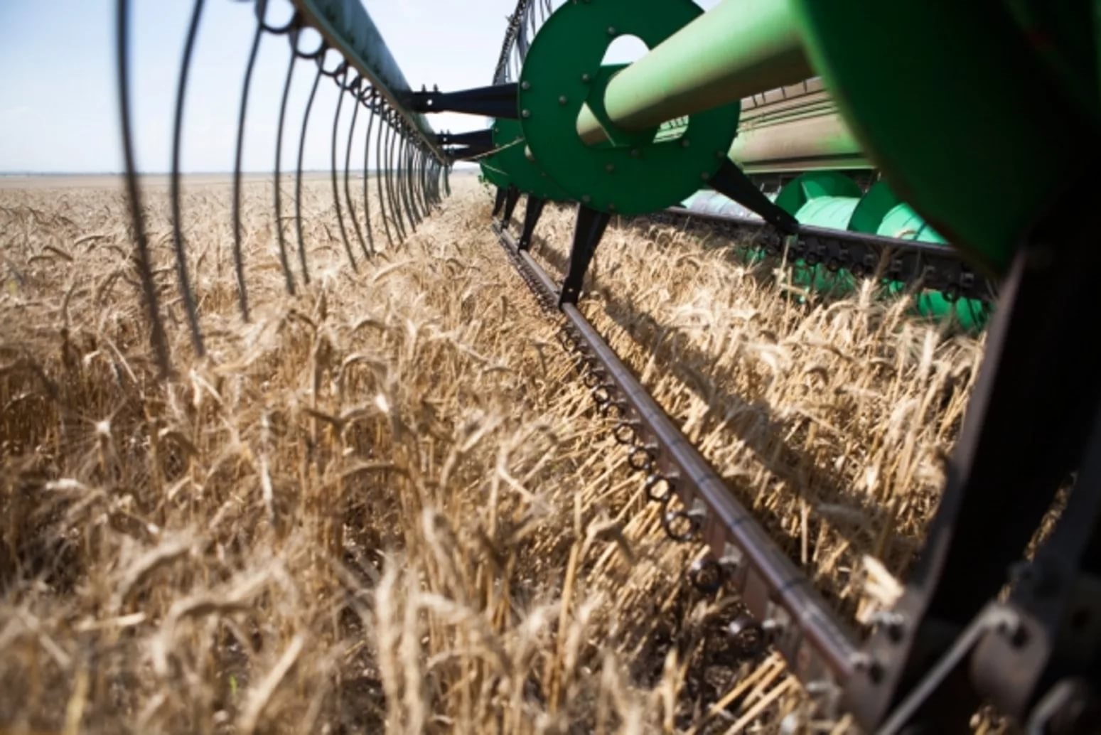 Массовая уборка зерновых началась в Беларуси 
