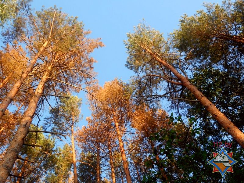 Заражение лесов в Лельчицком районе признано чрезвычайной ситуацией
