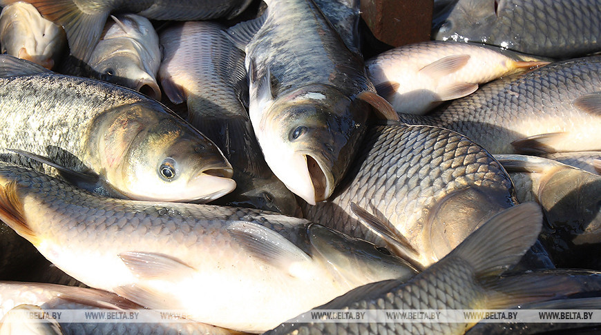 В Беларуси назвали правила ловли рыбы во время нереста до 8 июня