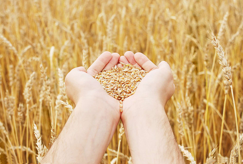 Первый миллион тонн зерна собран в Беларуси 